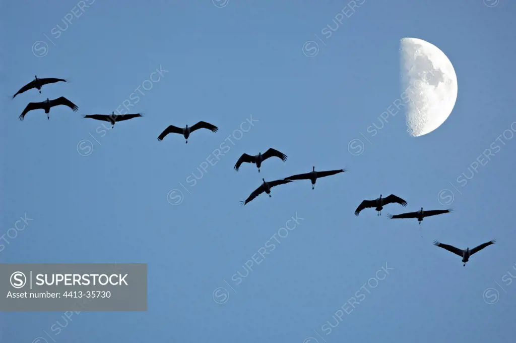 Cranes passing in front of the moon Lake of Der France