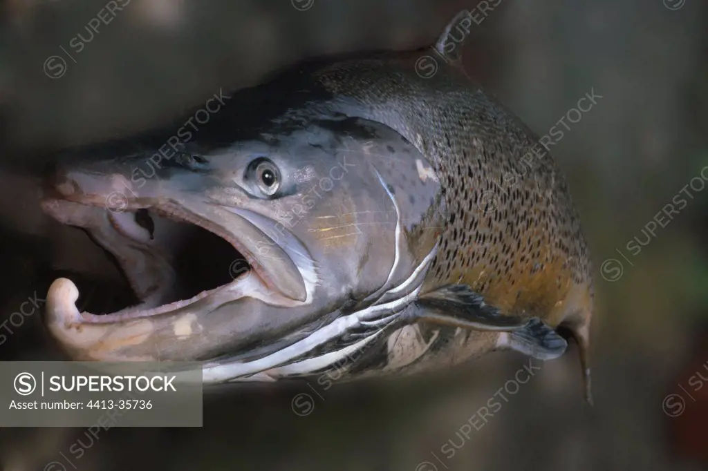 Male Lake trout with bridal colours Switzerland