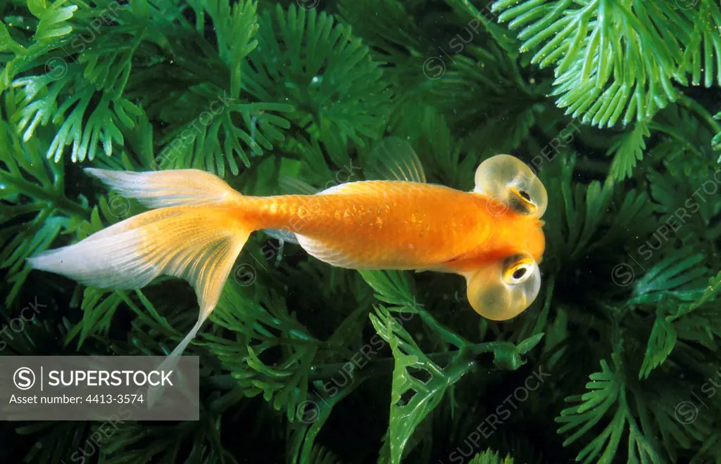 Bubble Eyes Goldfish in an aquarium France