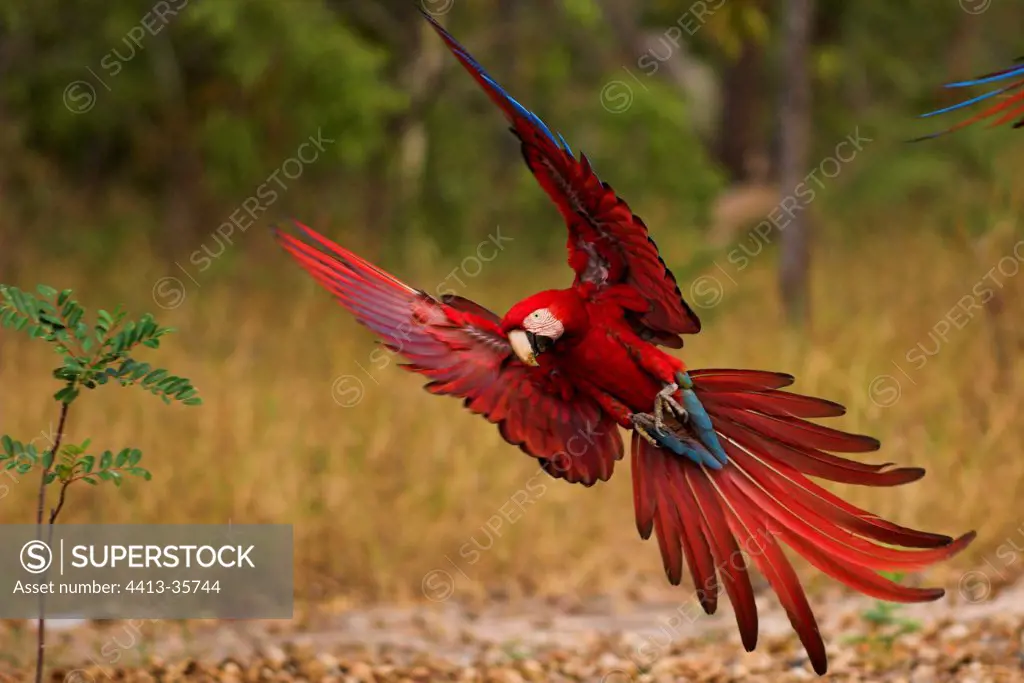 Red-and-Green Macaw in flight Cerrado Piaui Brazil