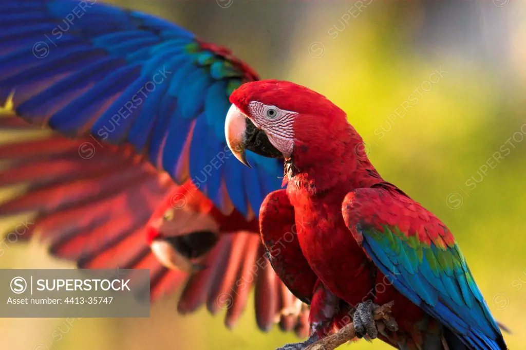 Red-and-Green Macaws on branch Cerrado Piaui Brazil