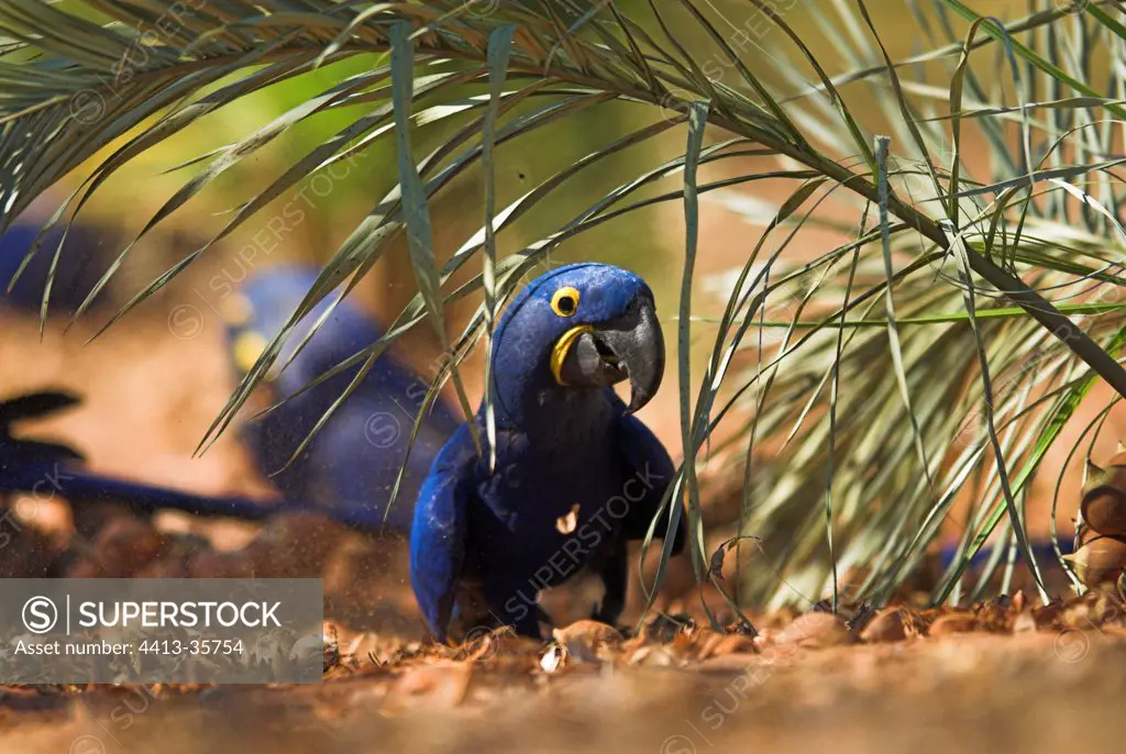 Hyacinth Macaw eating palm nuts Cerrado Piaui Brazil