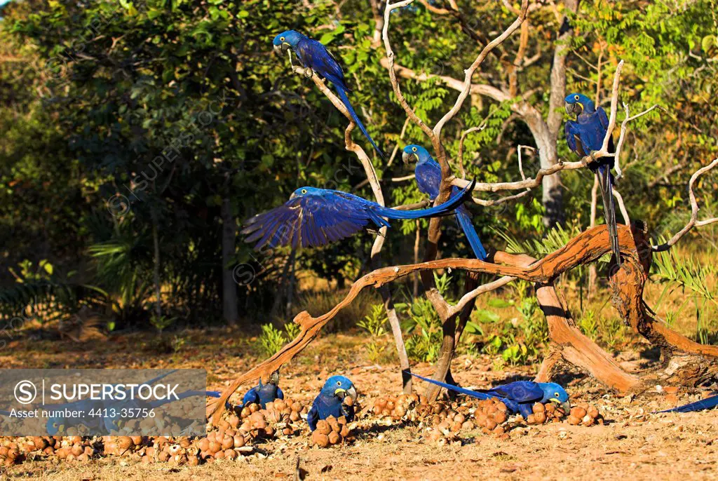 Hyacinth Macaws eating palm nuts Cerrado Piaui Brazil