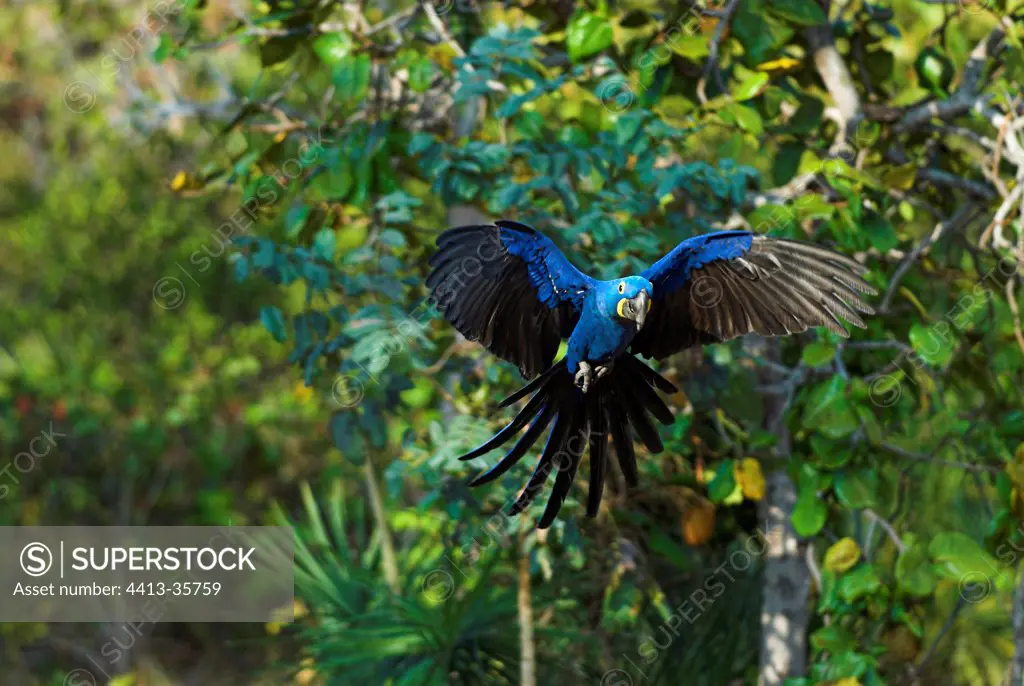 Hyacinth Macaw lfying away Cerrado Piaui Brazil