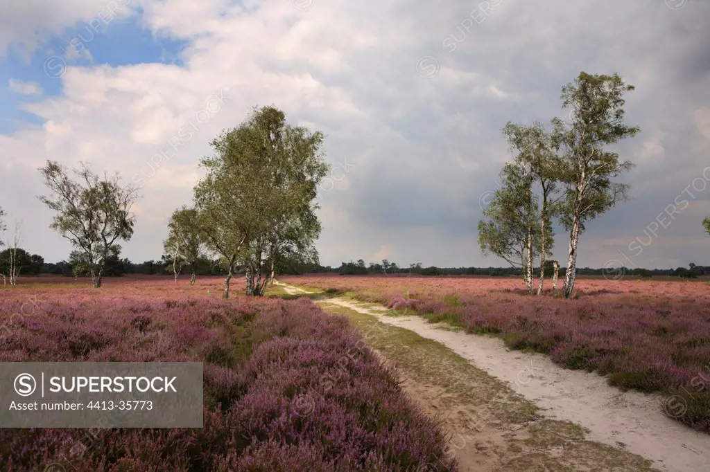 Sandy path in the heather Reserve Kampina Netherlands