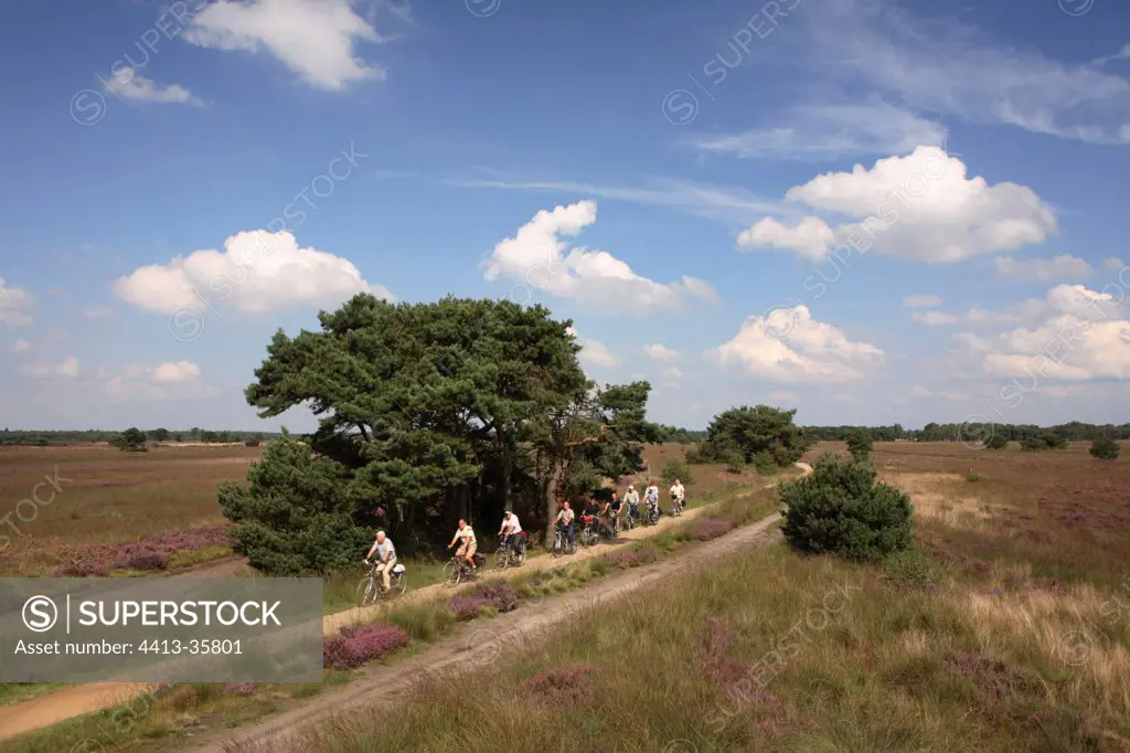Cycling in the heather Reserve natural Stabrechtse Heide