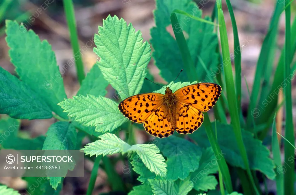 Marbled Fritillary posed on a leaf Florina France
