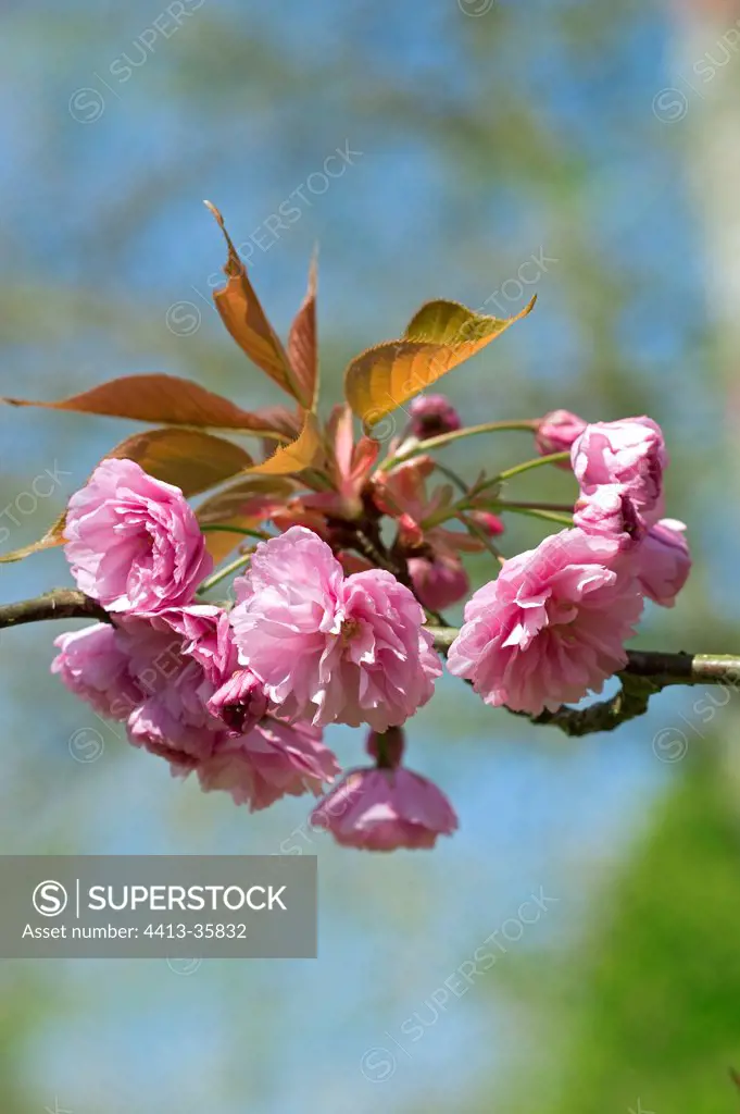 Cherry tree in bloom in a garden