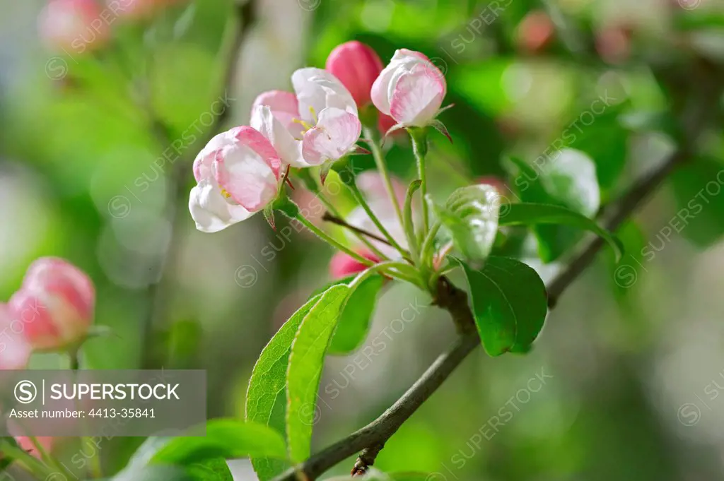 Apple tree 'Professor Sprenger' in bloom in a garden
