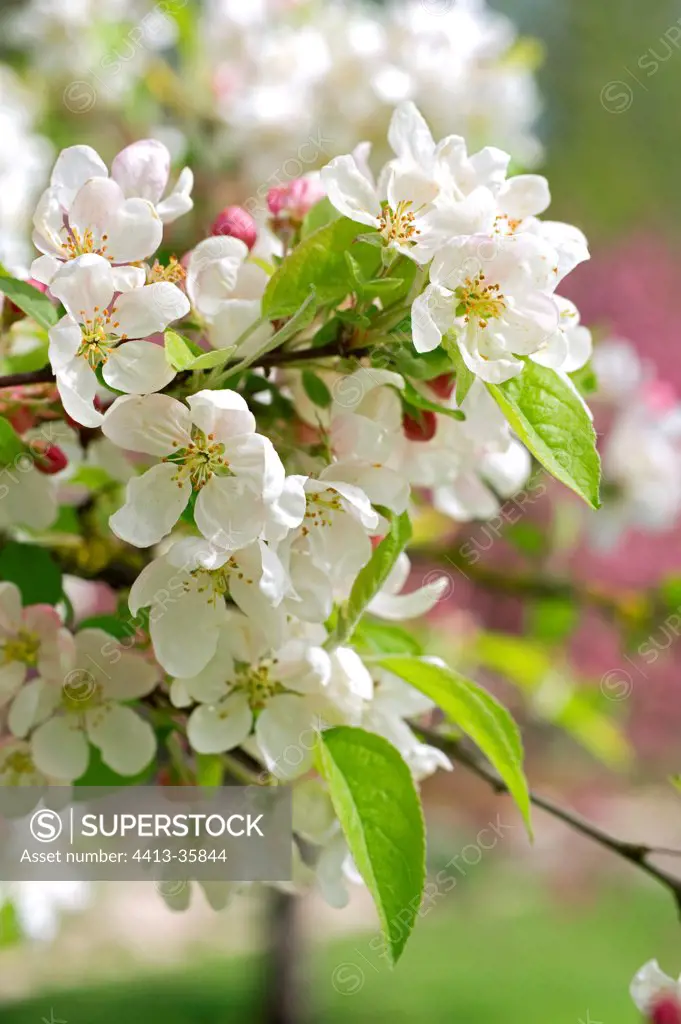Apple tree 'Everest' in bloom in a garden