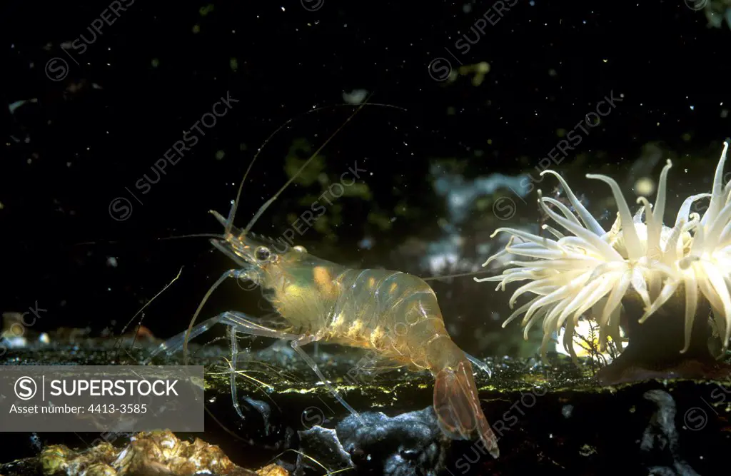 Gray shrimp and sea anemone Manche France