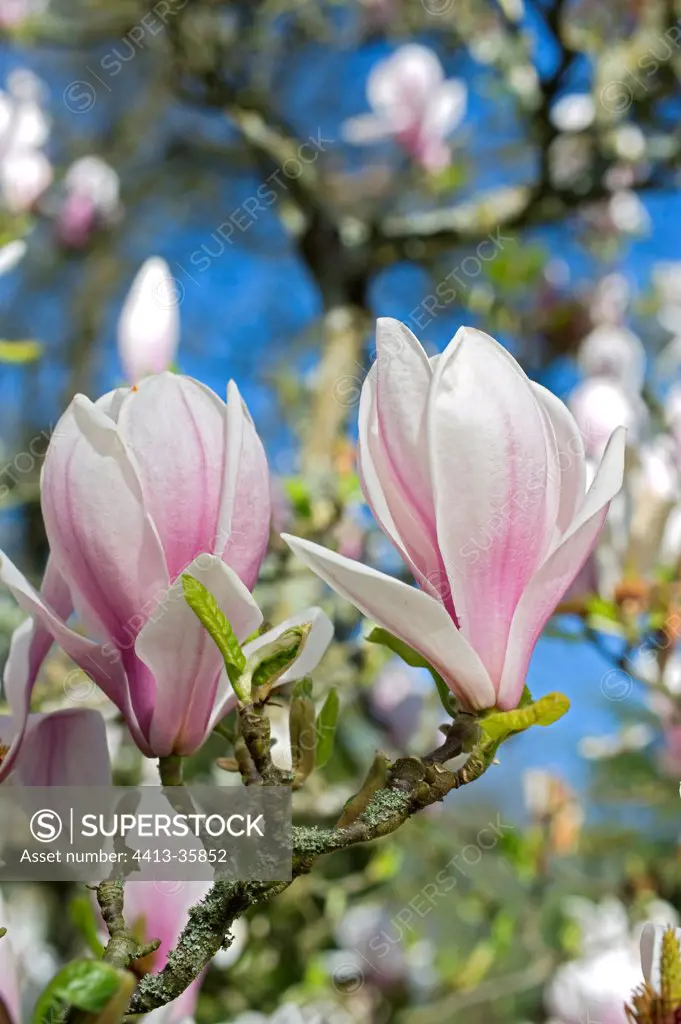 Magnolia 'Brozzoni' in bloom in a garden
