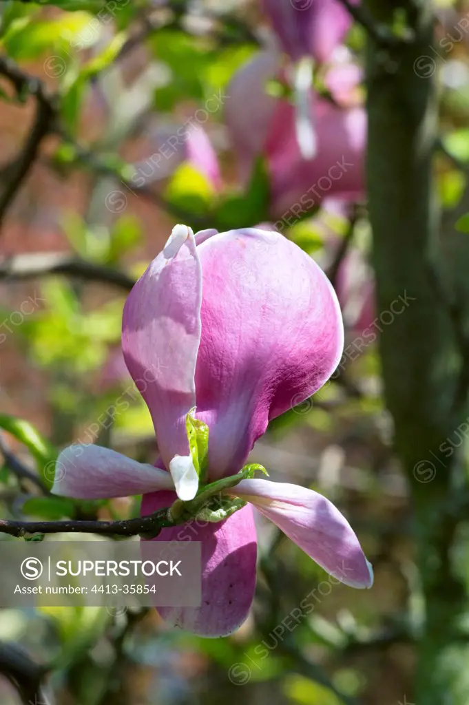 Magnolia 'Burgundy' in bloom in a garden