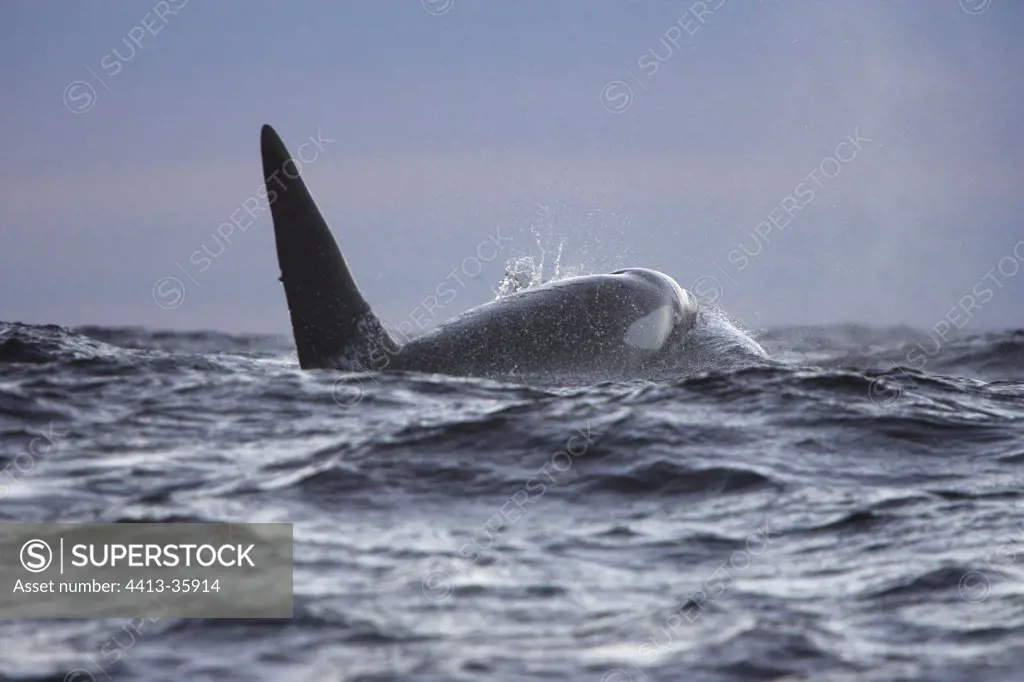 Orca swimming at the surface Lofoten islands