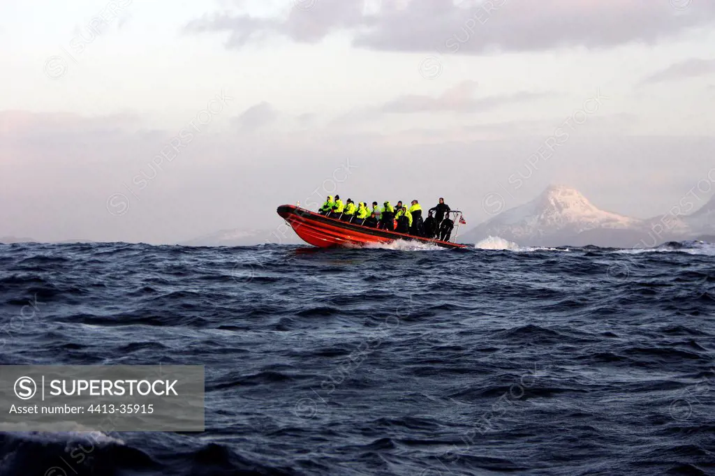 Orca watchers on boat Lofoten islands