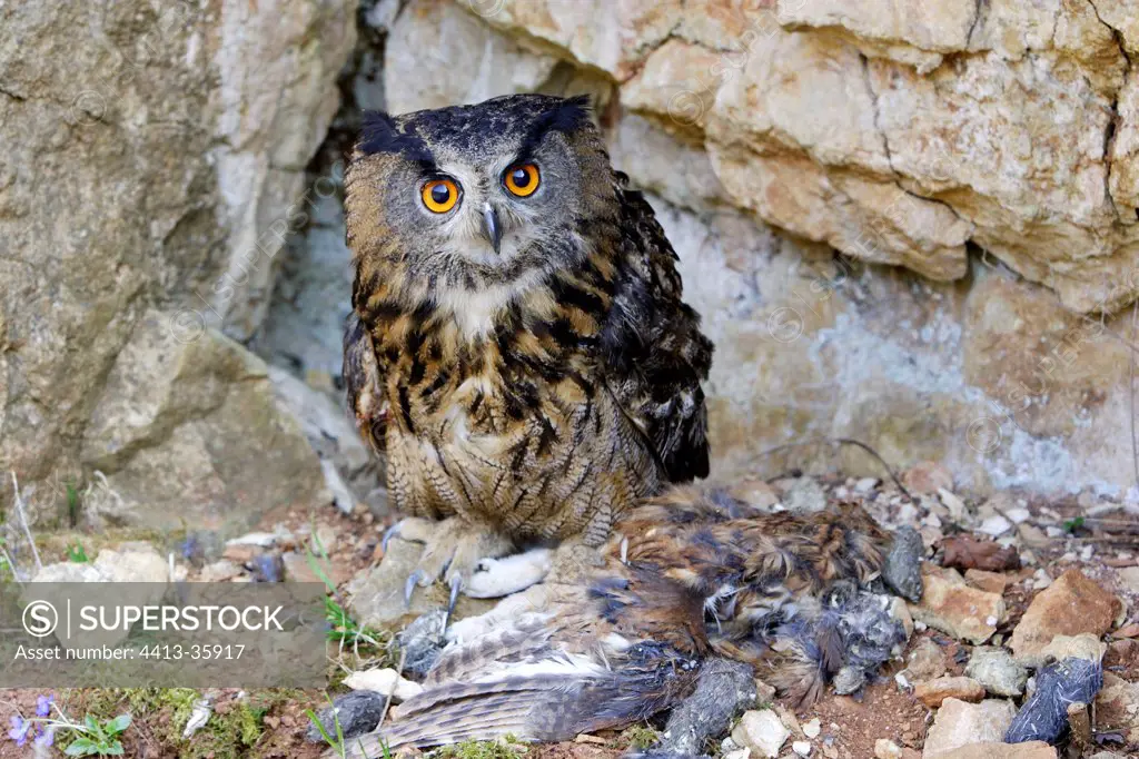 Eagle Owl with Eurasian Tawny Owl as a prey Alsace