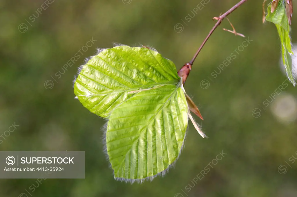 Beech young leaves in Vosgean forest Alsace