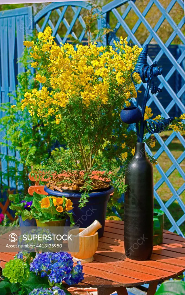 Dyer's Broom 'Porlok' in bloom on a garden terrace