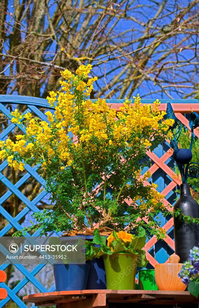 Dyer's Broom 'Porlock' in bloom on a garden terrace