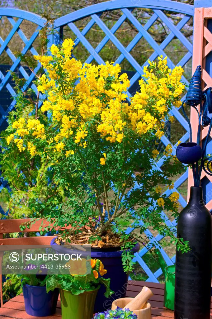 Dyer's Broom 'Porlock' in bloom on a garden terrace