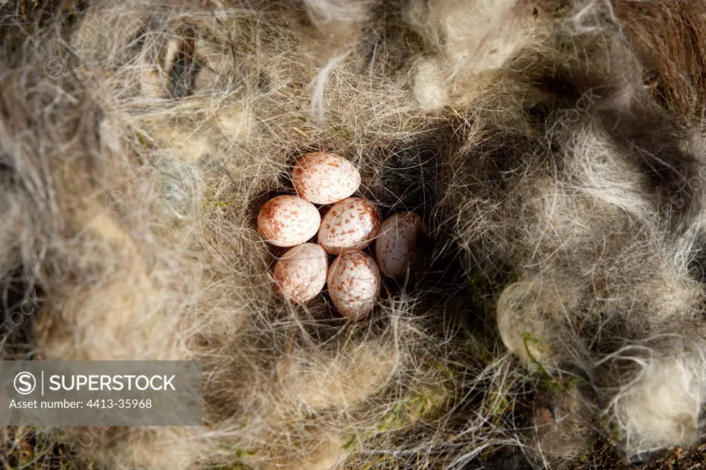 Nest of Great Tit