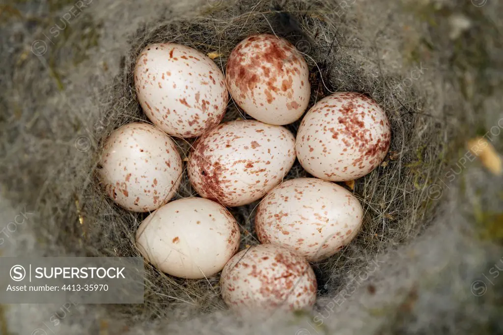 Eggs of Great Tit