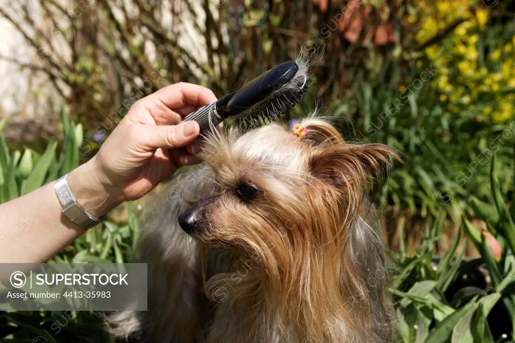 Yorkshire-Terrier brushing up