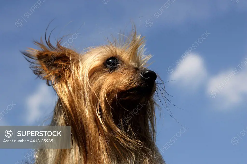 Portrait of a Yorkshire-Terrier