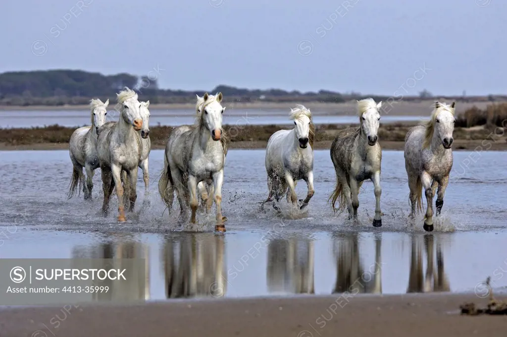 Camargue horses trotting in a marsh of Camargue