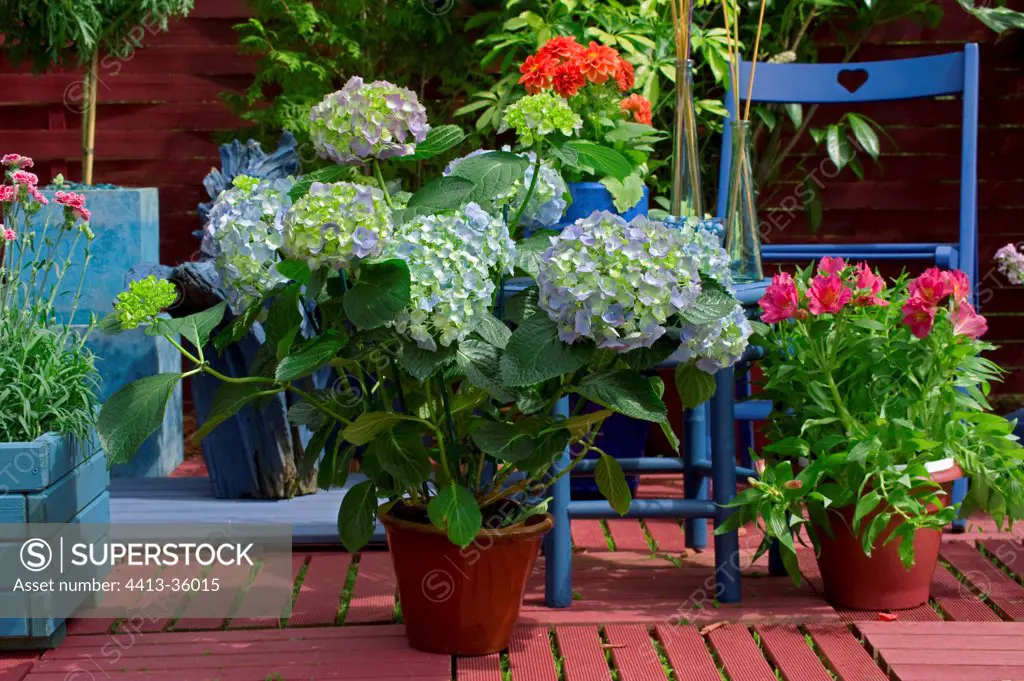 Hydrangea Mathilde’ in bloom on a garden terrace