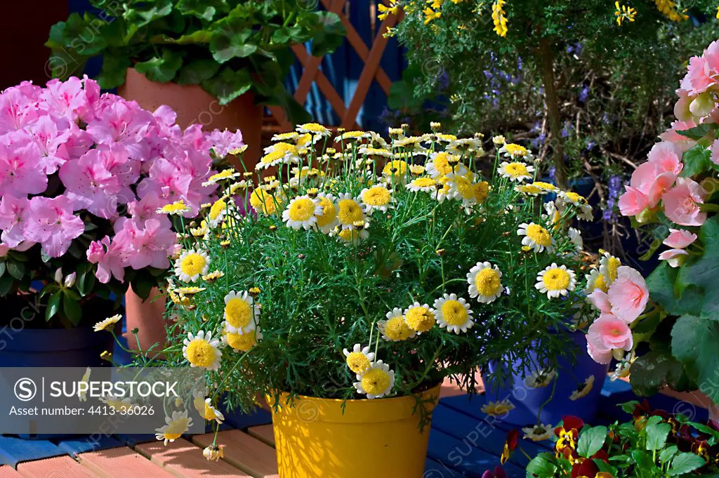 Chrysanthemum in bloom on a garden terrace