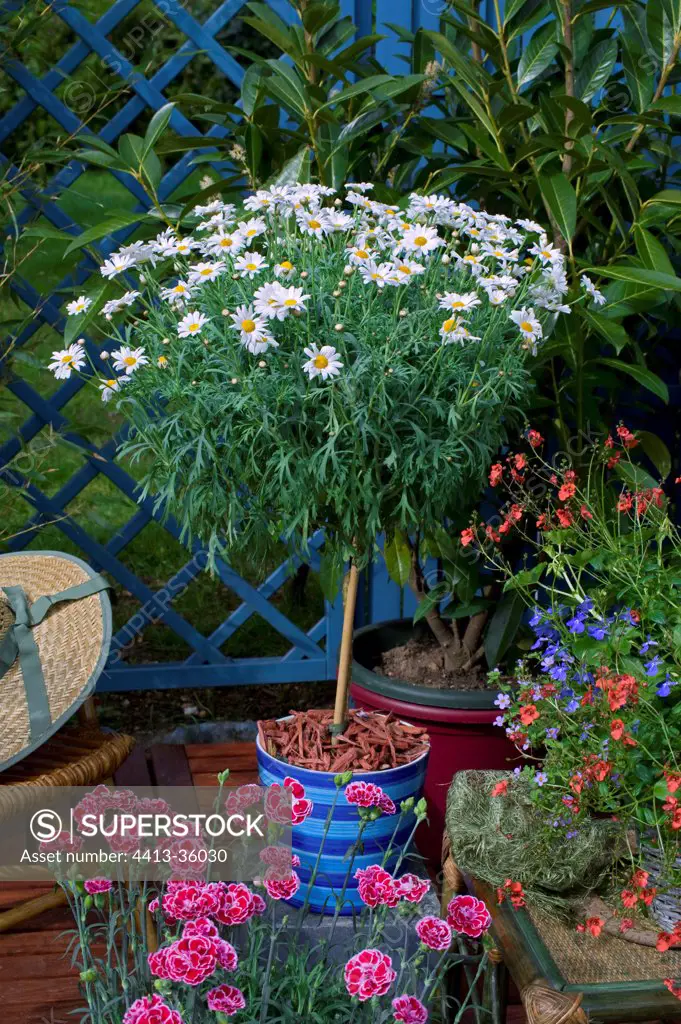 Camomile in bloom on a garden terrace