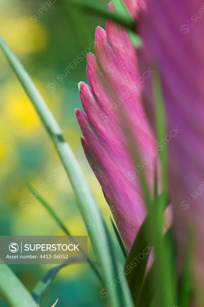 Pink Quill inflorescence