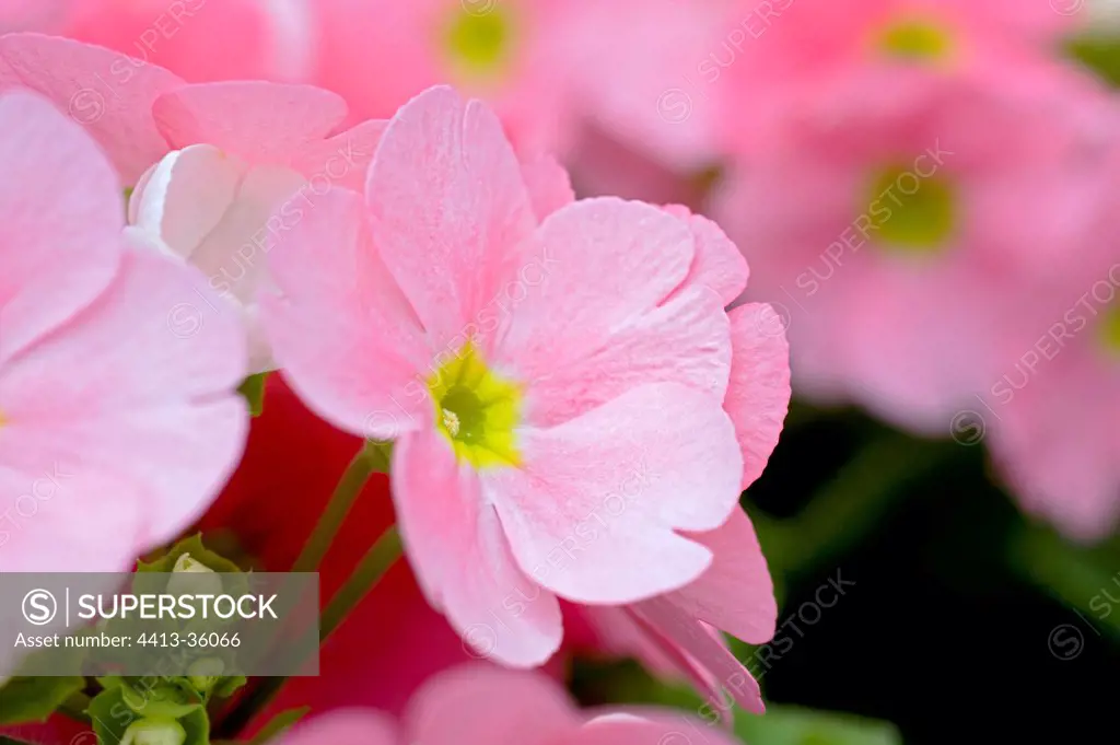 Primrose in bloom in a garden