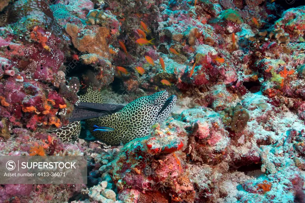 Black-blotched moray on coral reef Maldives
