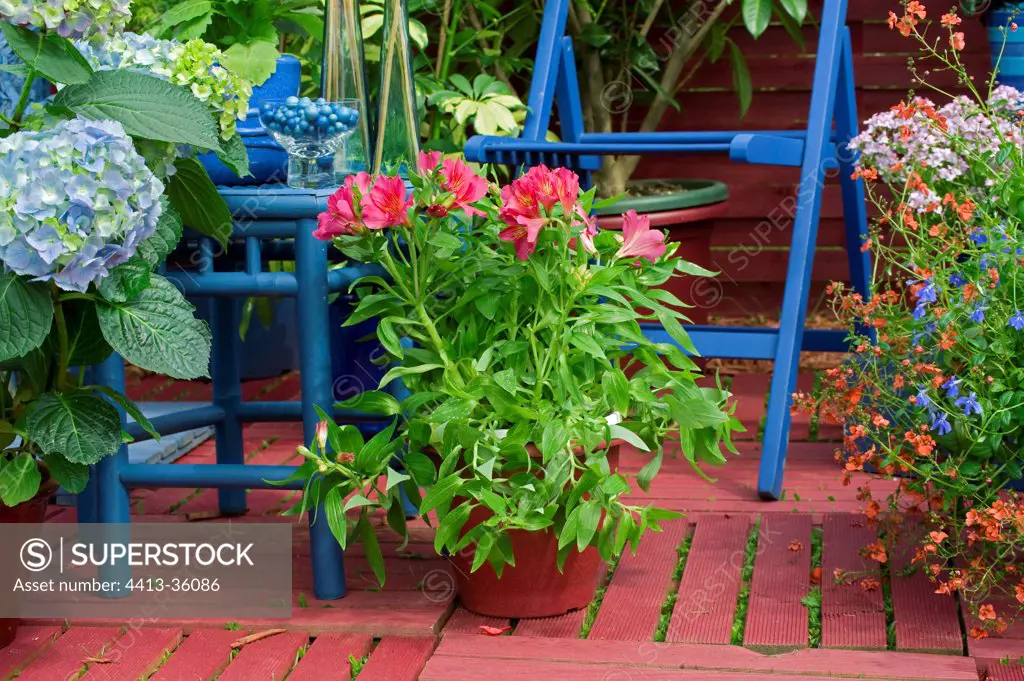 Parrotlily in bloom on a garden terrace