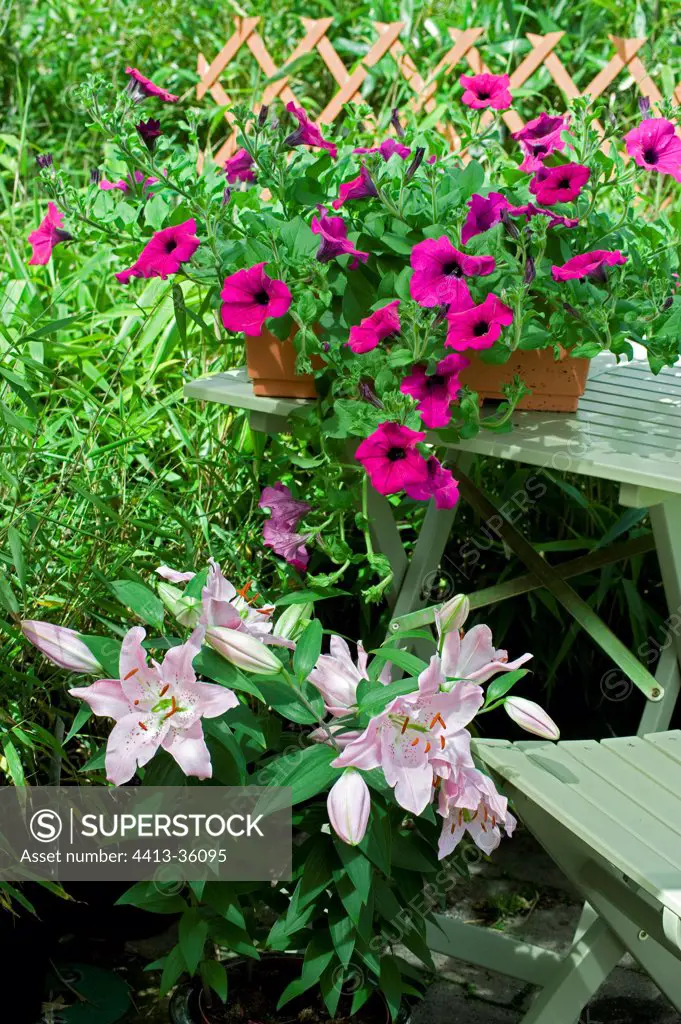 Oriental Lily 'Marco Polo' and petunia on a garden terrace