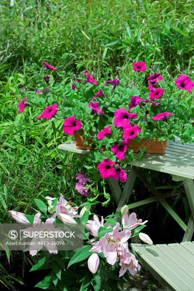 Oriental Lily 'Marco Polo' and petunia on a garden terrace