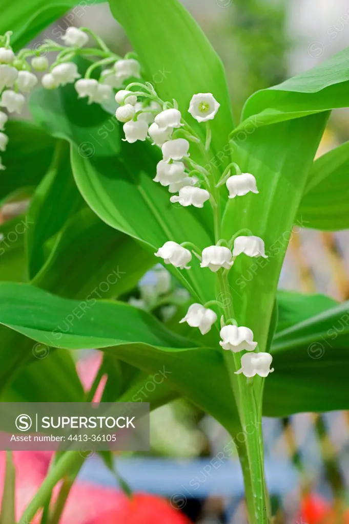 Lily-of-the-valley on a garden terrace