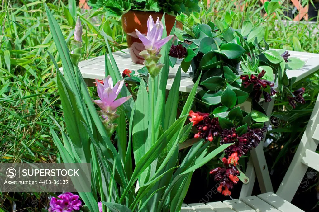 Hidden lily on a garden terrace