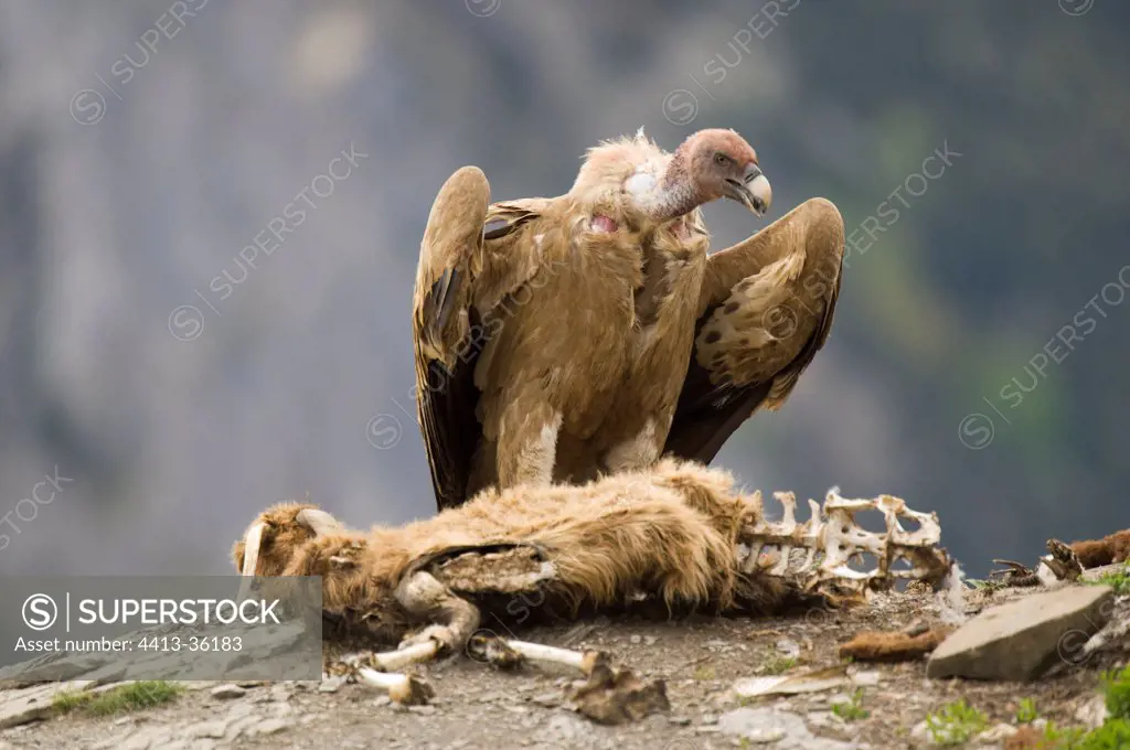 Vulture over an old sheep carcass Ordesa NP Spain