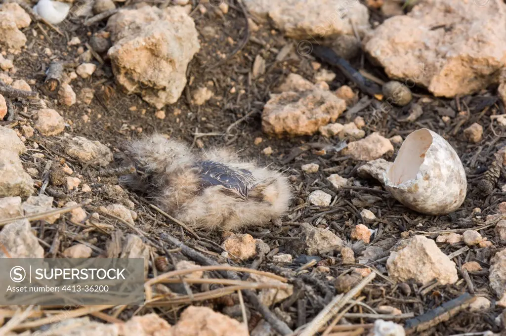 Fledgling of Red-necked nightjar in nest Spain
