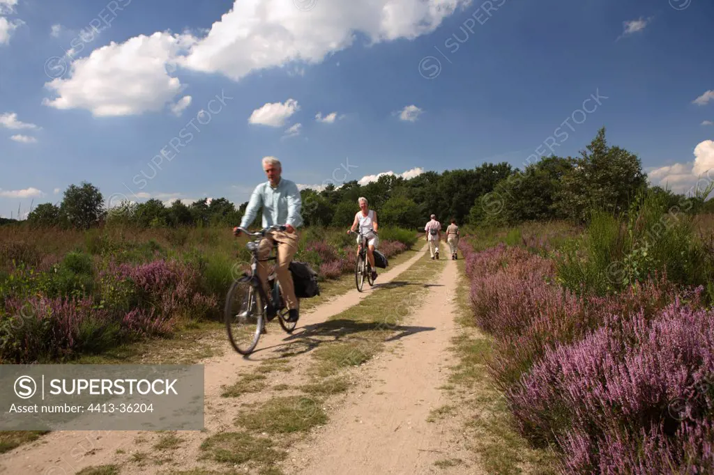 Cycling in the heather National Park De Meinweg Netherlands