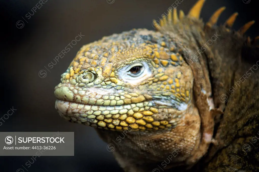 Portrait of Land Iguana Santa Fe Galapagos