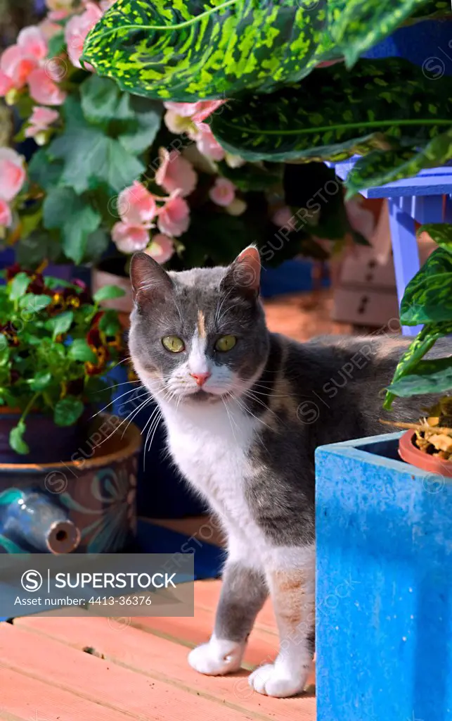 Cat on a flowered garden terrace
