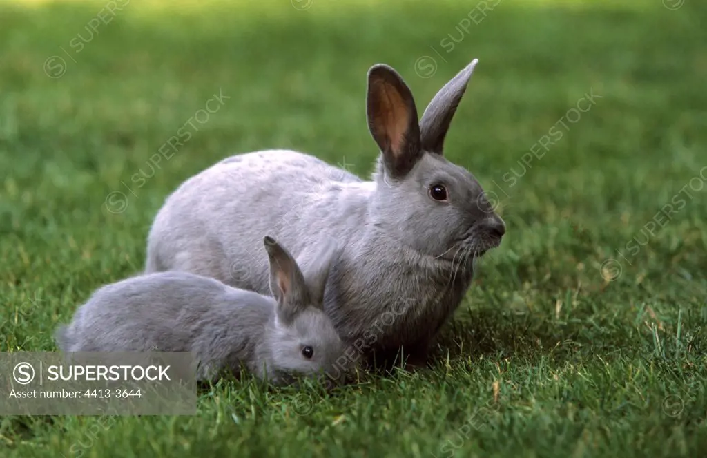 Blue rabbit of Beveren female and its young on grass
