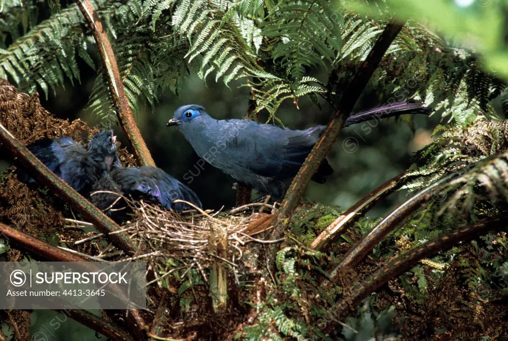 Blue coua in nest with a young Madagascar