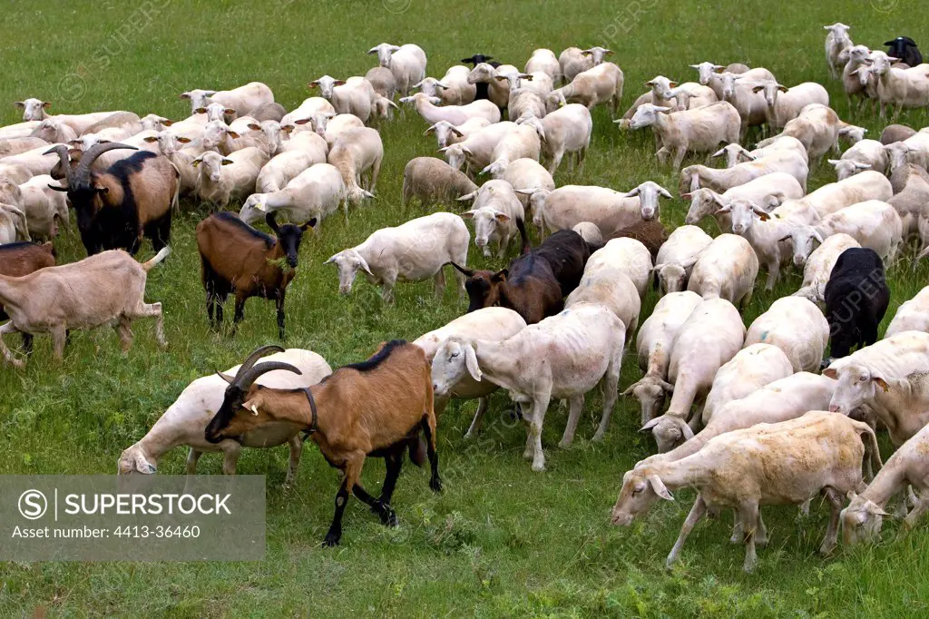 Herd of sheep and goat Rove Provence France