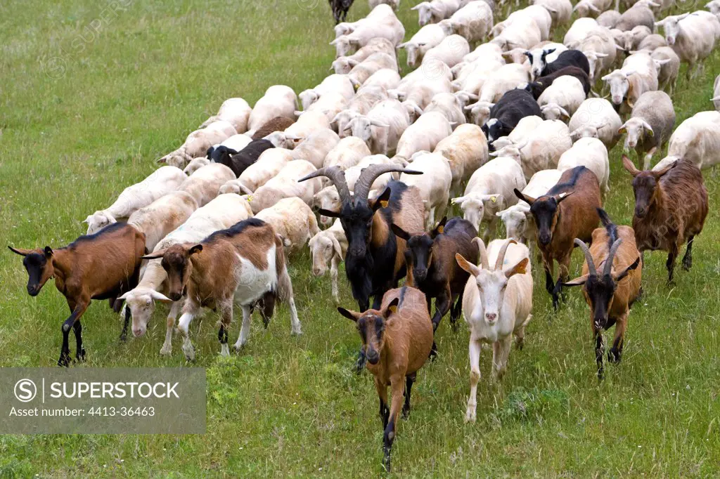 Goat of Rove leading sheep Provence France