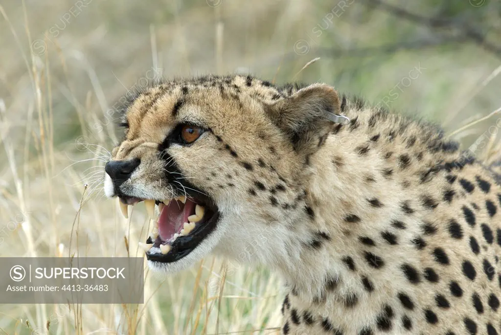 Growling Cheetah Namibia